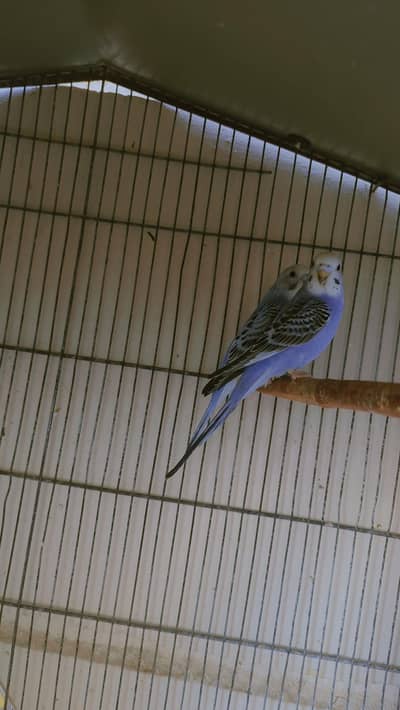 Black wing possible split