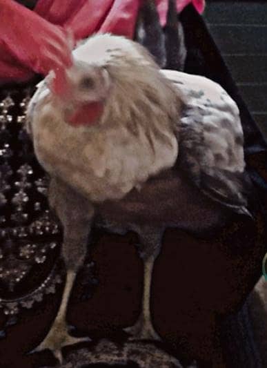 starter hens Available