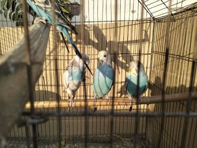 blue colour budgies male available