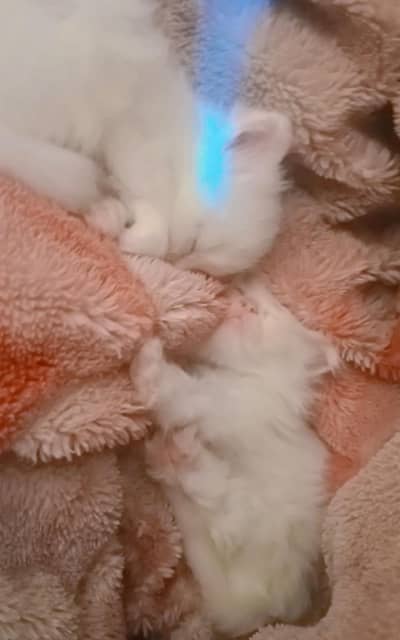 Persian kittens