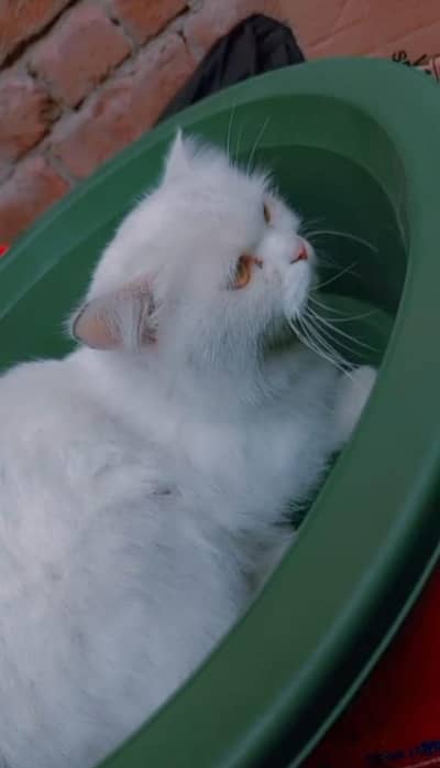 female cat. . 7month. . Ghar ma pali ha