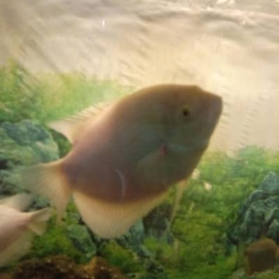 red eye giant gaurami