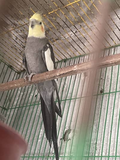 Cockatiel parrot breeder pair