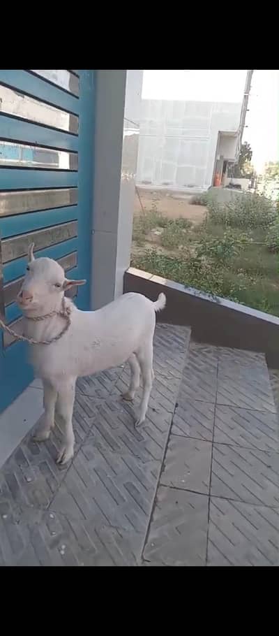 2 Bakra male for sale