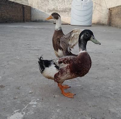 breeder duck pair for sale