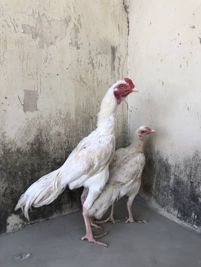 Aseel Heera paper white