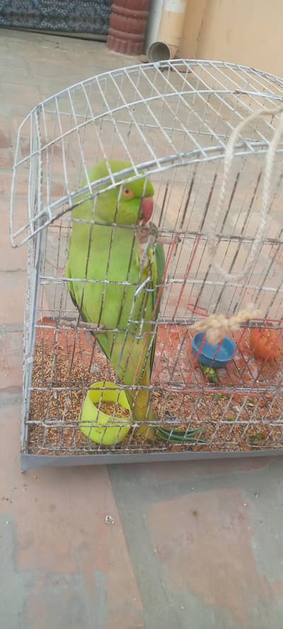 A Talking female parrot  with a small cage.