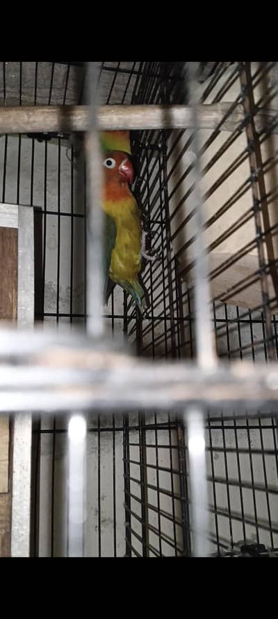 love bird breeder pair