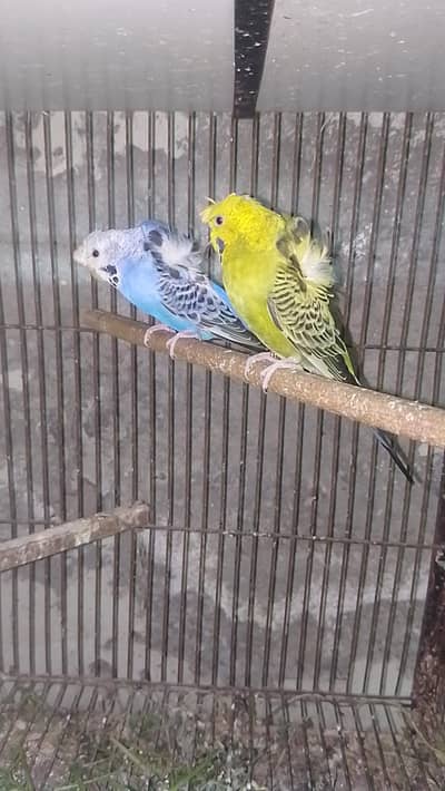 Hogoromo Breeder Fertile Pair