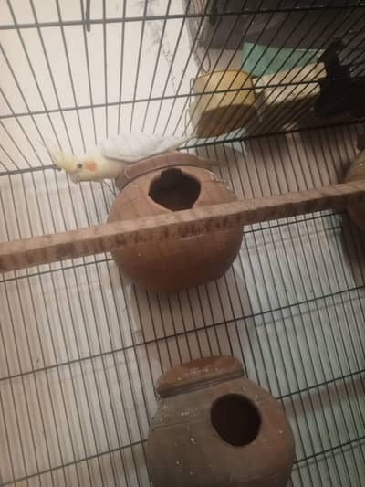 cocktail breeder female ( Exchange possible folding cage 1.5 by 3)