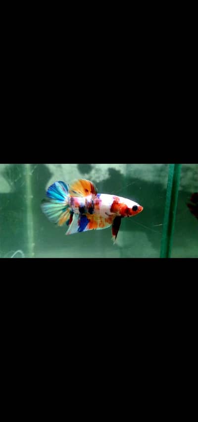 Betta Exotic Breed