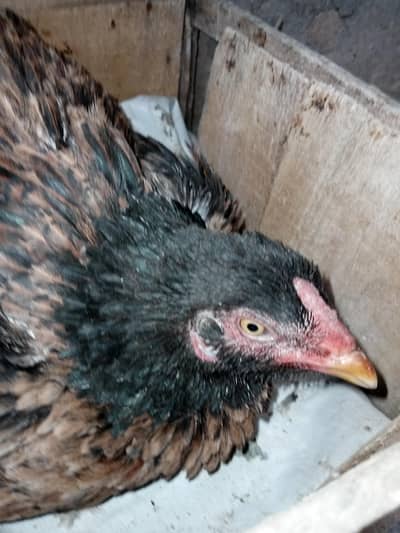 Jumbo size ki kurak murgi hai