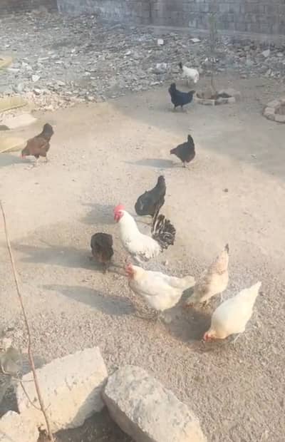 Pure desi Hens for sale in wah cantt