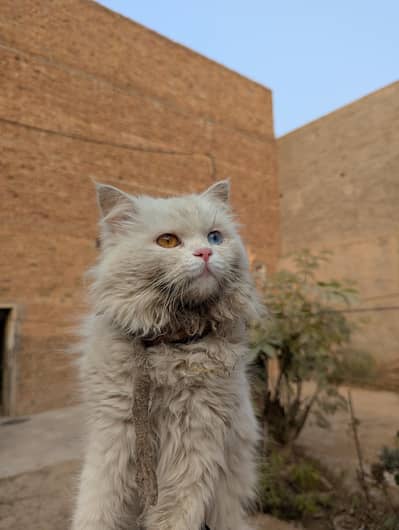 Persian odd-eyes cat