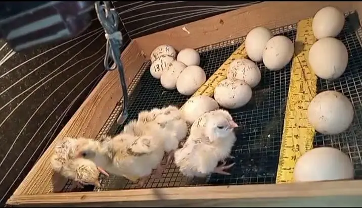 Egg Incubator For Sale — photo 3