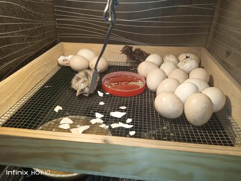 Egg Incubator For Sale — photo 4
