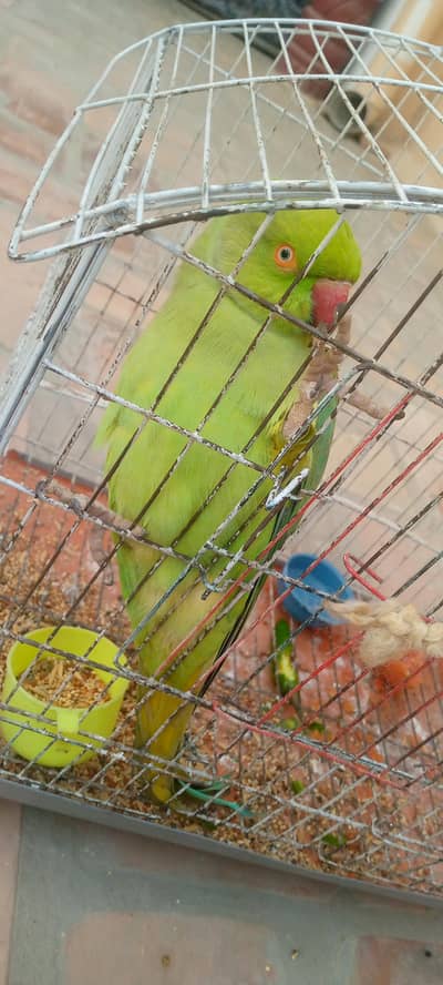 Talking female parrot  with a small cage