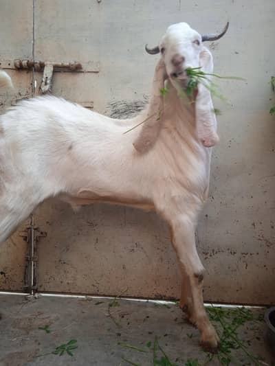 35 inch plus hight bakra contact number 03132313339