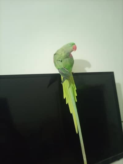 Raw parrot female