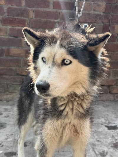 Siberian husky Male and female