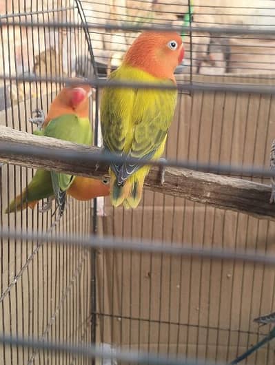 3 different colors love birds pair available