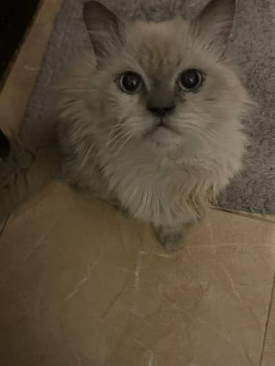 Persian Adult Cat for Sale