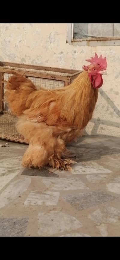 golden buff breeder male for sale