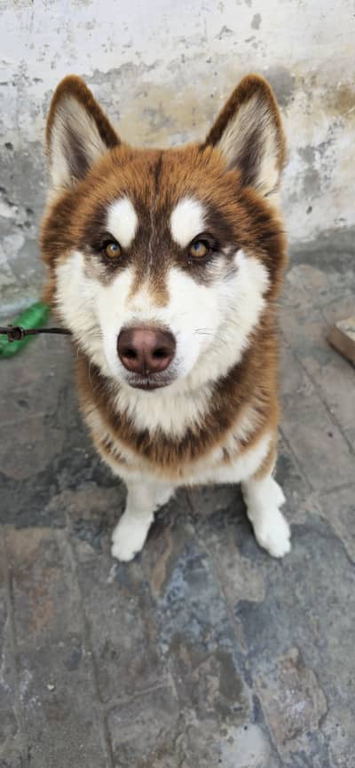 Siberian Huskies For Sale