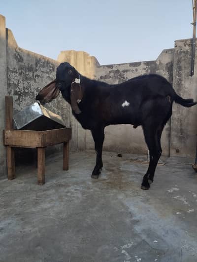 nagra beetle bakra | breeder bakra |Amritsari beetle bakra for sall