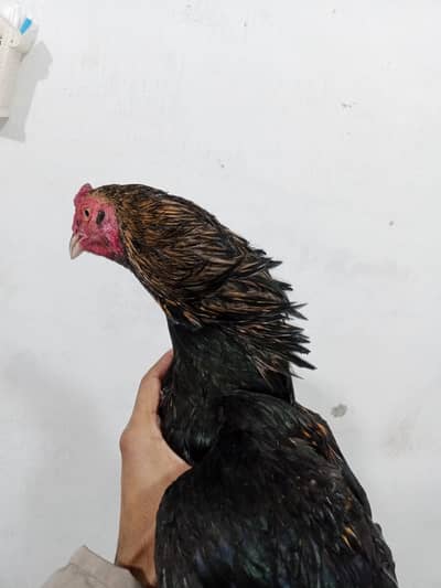 miyanwali aseel murga out class standing sawa colour exchange posible