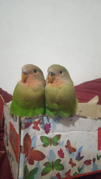 lovebird chicks budgies Chicks