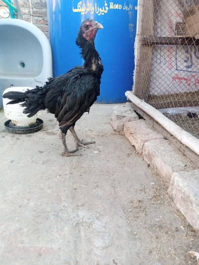 thai dragon 03209745706