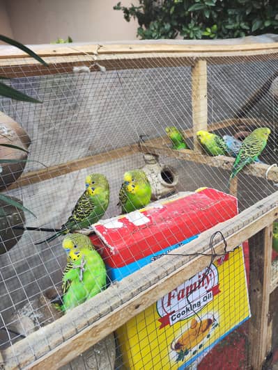 lovebirds pairs for sale