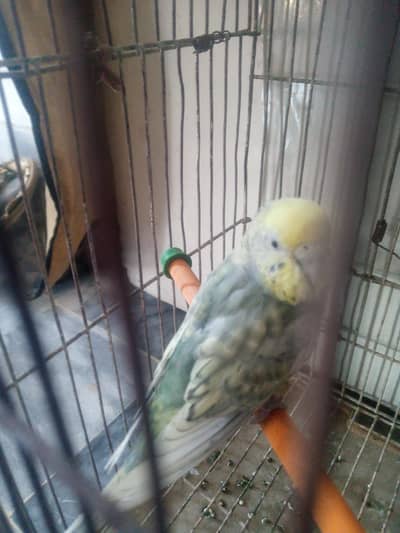 rainbow working females