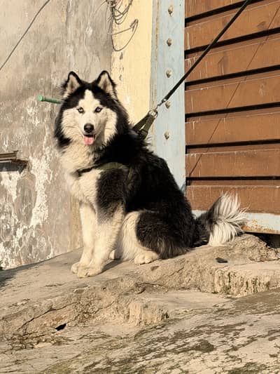 Long Coated Siberian Huskey