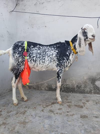 Black & white Makhi cheeni 6 dant 2 month confirm gaaban