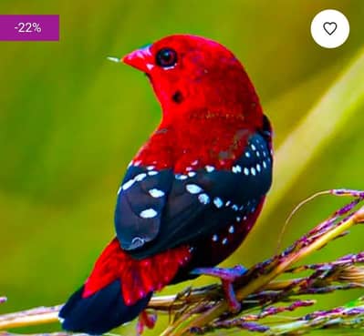 Stobri Lal singing Bird