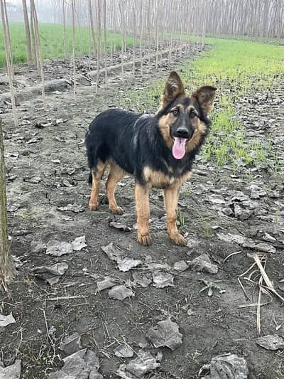 German shepherd 6 months dog or sale