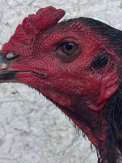 thai aseel jora 22000