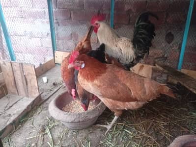 4 Hens & 1 Cock