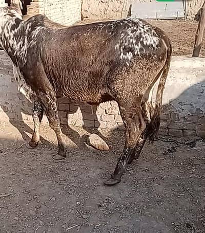 ایک خوبصورت چولستانی بچھڑ ا 03038769004