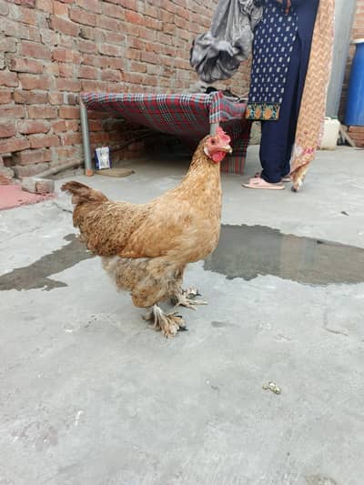 golden buff Hy 2 female