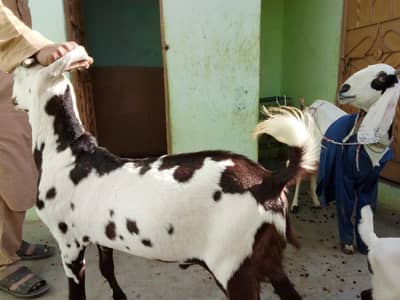 male betal white eyes