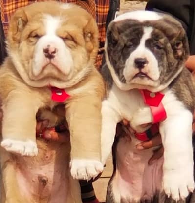 Alabai pair | Security dog | Alabai puppies for sale