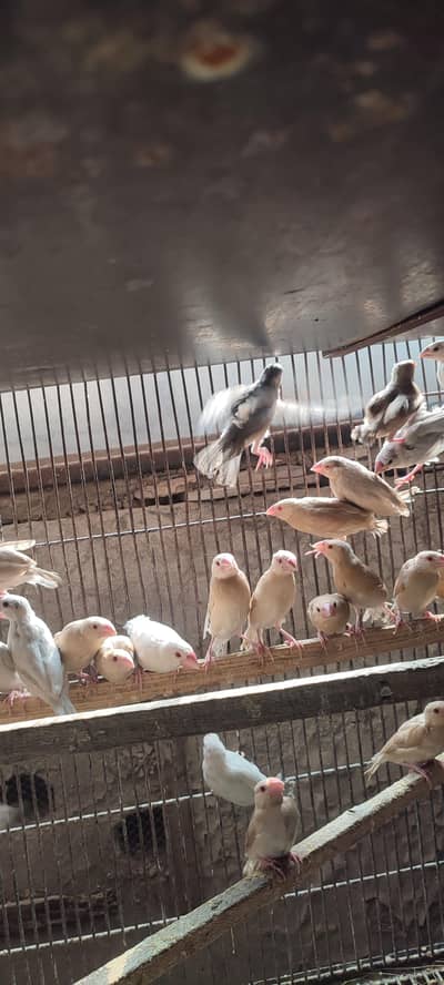 java finch phaty. white fawn