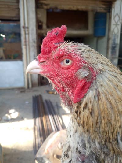 PURE miawali male aseel in jawa color