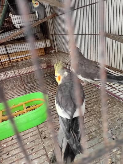 grey coctail breader pair