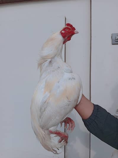 heera breeder for sale.  white eye white nok nali. frill neck.