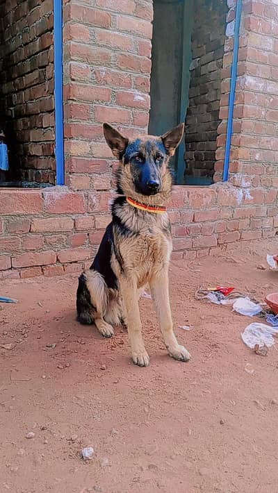 jis bhai ko chahiye mujhay what's app pr rabta kray . 03014149543