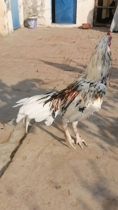 Cheena aseel pair or pathia